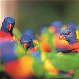 Currumbin Wildlife Sanctuary