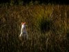 Albino Bennetts Wallaby. Image courtesy Tourism Tasmania and Nick Osborne