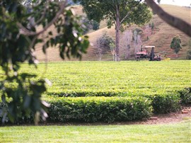 Madura Of Australia - Excellence In Tea