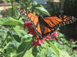 The Butterfly Effect