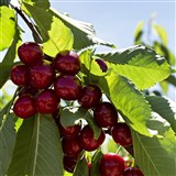National Cherry Festival at Young