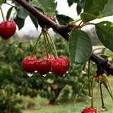 Young Cherry Festival
