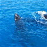 Whale Watching On The Bay