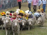Emmaville Sheep Races