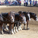 Gatton Heavy Horse Field Day
