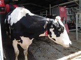 Robotic Dairies - A Way Of The Future