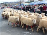 Merriwa Festival Of The Fleece