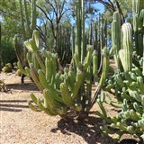 Lightning Ridge Easter Festival