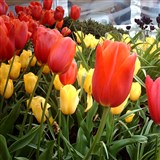 Tesselaar Tulips And Dandenong Ranges