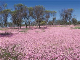 Wildflowers of Western Australia and The Nullarbor