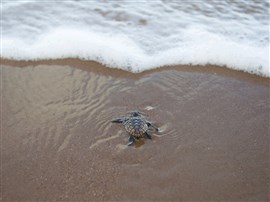 Turtles of Mon Repos