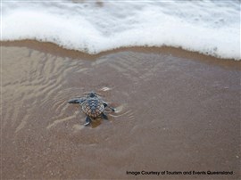 Turtles of Mon Repos