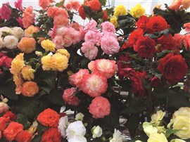 Ballarat And Surrounds Including Begonia Festival