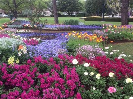 Toowoomba's Carnival of Flowers