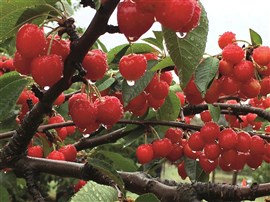 Young Cherry Festival