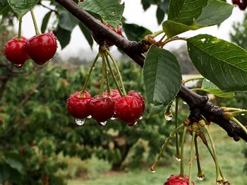 National Cherry Festival at Young