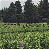 Orange Food Festival