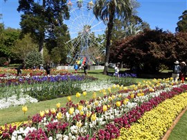 Toowoomba's Carnival Of Flowers