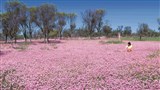Wildflowers of Western Australia and The Nullarbor