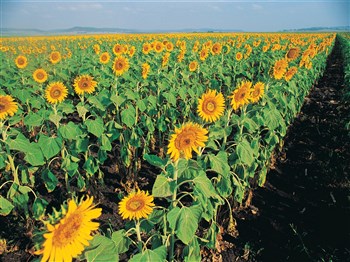 Sunflowers at Kalbar