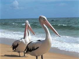 Twinnies Pelican and Seabird Rescue