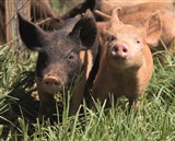 Sydney Royal Easter Show