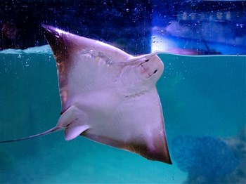 Sharks And Rays In The Bay