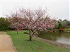 Japanese Gardens - Cherry Blossoms