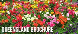 QLD Brochure