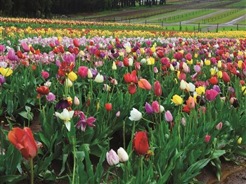 Tesselaar Tulips and Dandenong Ranges