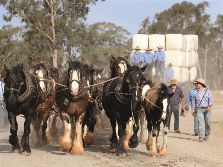 Barellan Working Clydesdales Good Old Days Fest.