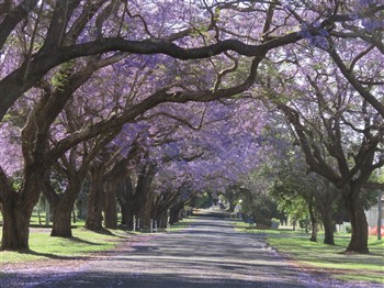 Jacaranda Trail and The Waterfall Way