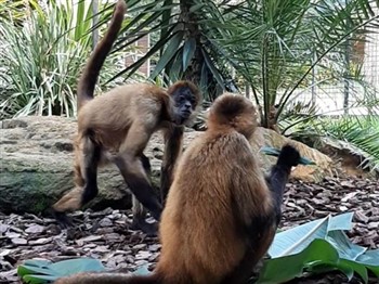 Banana Cabana Primate Sanctuary