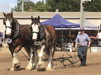Clydesdale and Heavy Horse Field Day