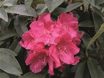 Brindabella Gardens for Rhododendrons
